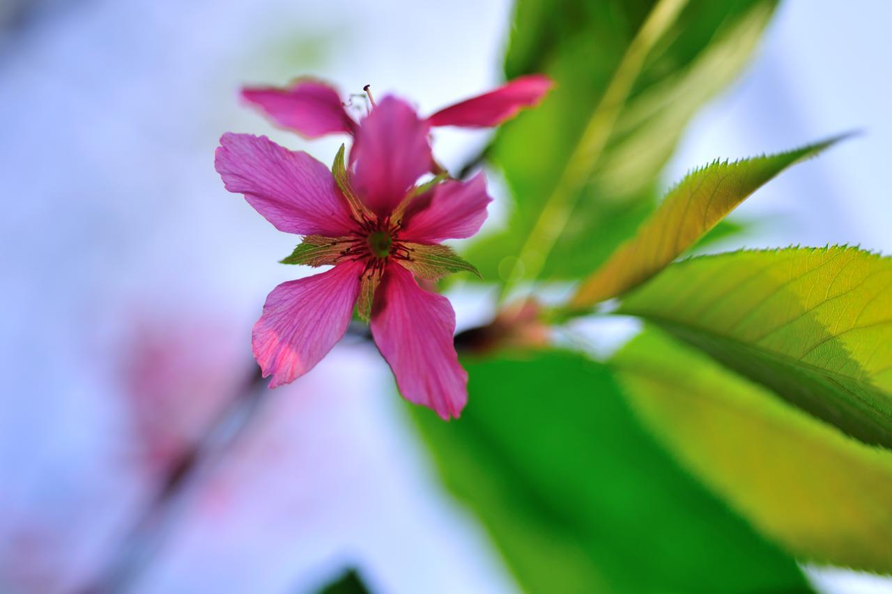 Flower Free花自在 卓兰镇 外观 照片